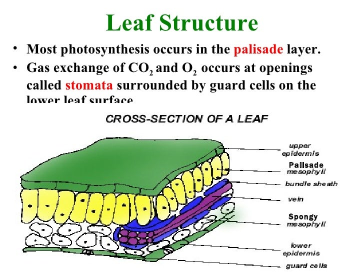 Photosynthesis Review