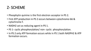 Z- SCHEME
• Pheophytin quinine is the first electron acceptor in PS 2.
• First ATP production in PS 2 occurs between cytochrome-b6 &
cytochrome f.
• NADH2 act as reducing agent in PS 1.
• PS 1- cyclic phosphorylation/ non- cyclic phosphorylation.
• In PS 2 only ATP formation occurs while in PS 1 both NADPH2 & ATP
formation occurs.
 