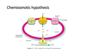 Chemiosmotic hypothesis
 