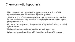 Chemiosmotic hypothesis
• The chemiosmotic hypothesis suggests that the action of ATP
synthase is coupled with that of a proton gradient.
• It is the action of the proton gradient that causes a proton motive
force that allows ATP synthase to phosphorylate ADP and inorganic
phosphate to ATP.
• All this occurs in grana in the presence of light that’s why it is called
light reaction.
• Thylakoid membrane impermeable for hydrogen ions.
• When protons released from F1 than they release ATP energy.
•
 