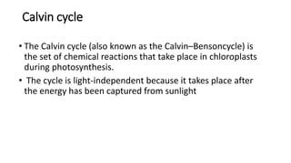Calvin cycle
• The Calvin cycle (also known as the Calvin–Bensoncycle) is
the set of chemical reactions that take place in chloroplasts
during photosynthesis.
• The cycle is light-independent because it takes place after
the energy has been captured from sunlight
 