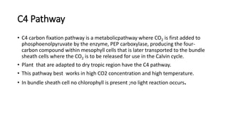 C4 Pathway
• C4 carbon fixation pathway is a metabolicpathway where CO2 is first added to
phosphoenolpyruvate by the enzyme, PEP carboxylase, producing the four-
carbon compound within mesophyll cells that is later transported to the bundle
sheath cells where the CO2 is to be released for use in the Calvin cycle.
• Plant that are adapted to dry tropic region have the C4 pathway.
• This pathway best works in high CO2 concentration and high temperature.
• In bundle sheath cell no chlorophyll is present ;no light reaction occurs.
 