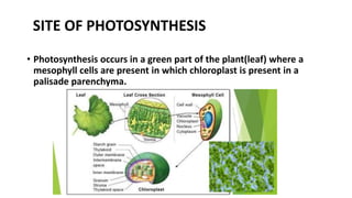 • Photosynthesis occurs in a green part of the plant(leaf) where a
mesophyll cells are present in which chloroplast is present in a
palisade parenchyma.
SITE OF PHOTOSYNTHESIS
 