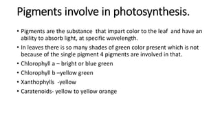 Pigments involve in photosynthesis.
• Pigments are the substance that impart color to the leaf and have an
ability to absorb light, at specific wavelength.
• In leaves there is so many shades of green color present which is not
because of the single pigment 4 pigments are involved in that.
• Chlorophyll a – bright or blue green
• Chlorophyll b –yellow green
• Xanthophylls -yellow
• Caratenoids- yellow to yellow orange
 