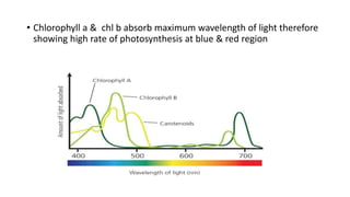 • Chlorophyll a & chl b absorb maximum wavelength of light therefore
showing high rate of photosynthesis at blue & red region
 