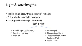 Light & wavelengths
• Maximum photosynthesis occurs at red light.
• Chlorophyll a –red light maximum
• Chlorophyll b –blue light maximum
SUN lIGHT
Invisible light (eg-UV rays)
Cosmic rays, x rays
0-400 nm
 Visible light
 ( infrared radition)
 Photosynthetic Active
Radiation(PAR)
 400-700 nm
 