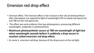 Emersion red drop effect
• Emerson effect. The Emerson effect is the increase in the rate of photosynthesis
after chloroplasts are exposed to light of wavelength 670 nm (deep red spectrum)
and 700 nm (far red spectrum).
• The effect was early evidence that two photosystems, processing different
wavelengths, cooperate in photosynthesis
• Maximum photosynthetic occurs at 700 nm wavelength of light but
when wavelength exceeds before it suddenly a drop occurs in
reaction called emersion red drop effect.
• Its name is emersion red drop because of the drop occurs at the red light
 
