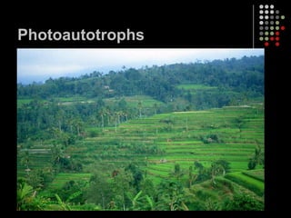 Photoautotrophs