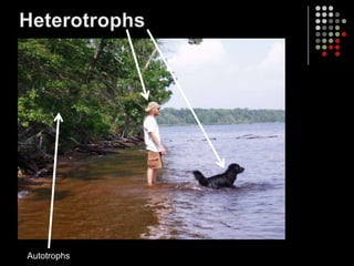 HeterotrophsAutotrophs