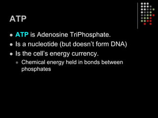 ATP ATP is Adenosine TriPhosphate.Is a nucleotide (but doesn’t form DNA)Is the cell’s energy currency.Chemical energy held in bonds between phosphates