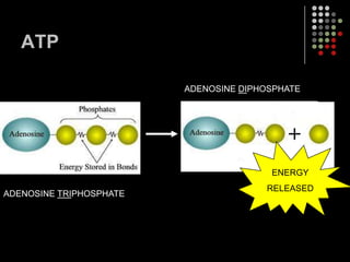 ATPADENOSINE DIPHOSPHATEENERGYRELEASEDADENOSINE TRIPHOSPHATE