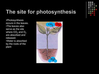 The site for photosynthesisPhotosynthesis occurs in the leaves. 