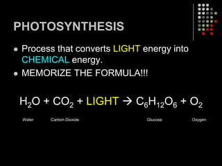 The leaves also serve as the site where CO2 and O2 are absorbed and released. 