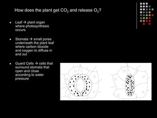 Water is absorbed by the roots of the plantPHOTOSYNTHESISProcess that converts LIGHT energy into CHEMICAL energy.MEMORIZE THE FORMULA!!!H2O + CO2 + LIGHT C6H12O6 + O2        Water               Carbon DioxideGlucose                          Oxygen