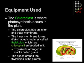 How does the plant get CO2 and release O2?Leaf  plant organ where photosynthesis occursStomata  small pores underneath the plant leaf where carbon dioxide and oxygen to diffuse in and outGuard Cells  cells that surround stomata that open and close according to water pressure