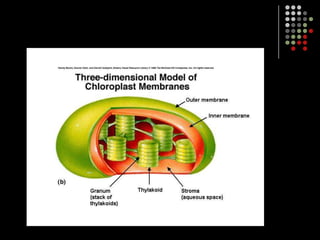 Equipment UsedThe Chloroplast is where photosynthesis occurs in the plantThe chloroplast has an inner and outer membrane.The inner membrane forms disk-shaped structures called thylakoidswhich has chlorophyll embedded in it.Thylakoids arranged in stacks called granaThe space around the thylakoids is the stroma