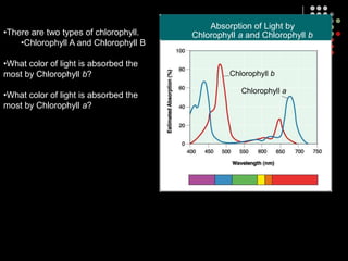 PigmentsPigments (such as CHLOROPHYLL) reflect the colors that they can NOT absorb.Ex:  a red shirt can absorb orange, yellow, green, blue, indigo, and violet but can NOT absorb red so it reflects (and appears) red to your eyes.QUESTION:  Which color light will be more effective for plant growth?YellowGreenRed