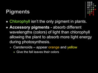 There are two types of chlorophyll.  