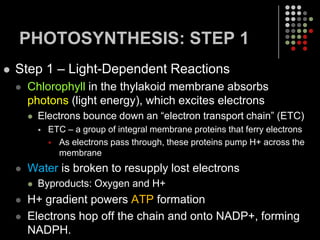 What color of light is absorbed the most by Chlorophyll a? Absorption of Light byChlorophyll a and Chlorophyll bChlorophyllbChlorophyllaVBGYOR