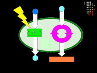 PHOTOSYNTHESIS: STEP 1Step 1 – Light-Dependent ReactionsChlorophyll in the thylakoid membrane absorbs photons (light energy), which excites electronsElectrons bounce down an “electron transport chain” (ETC)ETC – a group of integral membrane proteins that ferry electronsAs electrons pass through, these proteins pump H+ across the membraneWateris broken to resupply lost electronsByproducts: Oxygen and H+H+ gradient powers ATP formationElectrons hop off the chain and onto NADP+, forming NADPH. 