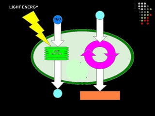 Products of Light ReactionsATP and NADPH (high-energy compounds)Needed to power the next stepOxygen (released into atmosphere)