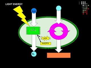 PHOTOSYNTHESIS: STEP 2STEP 2 – Dark Reactions aka. Calvin cycleOccurs in the stromaDoes NOT require lightThe ATP and NADPH produced in the light-dependent reactions is used to power the conversion of CO2 into glucose (C6H12O6)NADPH converted back into NADP+ATP converted back into ADPBoth NADP+ and ADP go back to the light reactions to get recharged