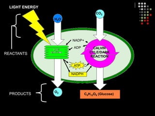 LIGHT ENERGYH2OATPNADPHO2