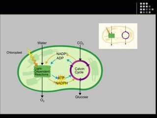 LIGHT ENERGYCO2H2OCALVIN CYLE/DARK REACTIONATPNADPHO2