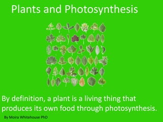 By definition, a plant is a living thing that
produces its own food through photosynthesis.
Plants and Photosynthesis
By Moira Whitehouse PhD
 