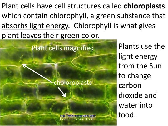 What does chlorophyll mean?