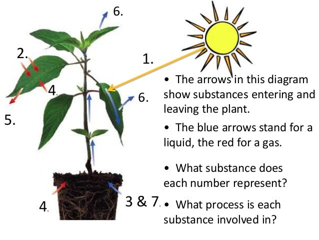 Photosynthesis Teach