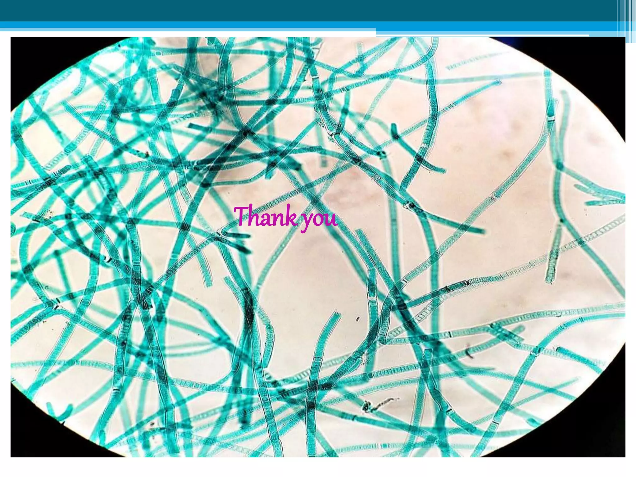 Photosynthesis in bacteria and its types | PPT