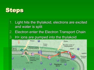 Steps Light hits the thylakoid, electrons are excited and water is split Electron enter the Electron Transport Chain H+ ions are pumped into the thylakoid 