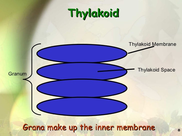 Photosynthesis with turning point qs ppt