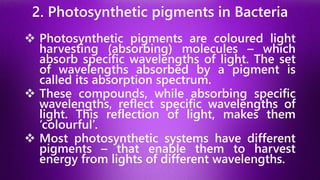 2. Photosynthetic pigments in Bacteria
❖ Photosynthetic pigments are coloured light
harvesting (absorbing) molecules – which
absorb specific wavelengths of light. The set
of wavelengths absorbed by a pigment is
called its absorption spectrum.
❖ These compounds, while absorbing specific
wavelengths, reflect specific wavelengths of
light. This reflection of light, makes them
‘colourful’.
❖ Most photosynthetic systems have different
pigments – that enable them to harvest
energy from lights of different wavelengths.
 