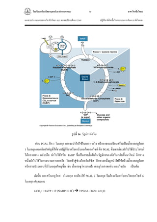 โรงเรียนมหิดลวิทยานุสรณ์ (องค์การมหาชน) สาขาวิชาชีววิทยา
เอกสารประกอบการสอนวิชาชีววิทยา 4 (ว 40144) ปีการศึกษา 2549 ปฏิกิริยาที่เกิดขึ้นในกระบวนการสังเคราะห์ด้วยแสง
79
รูปที่ 16 วัฏจักรคัลวิน
ส่วน PGAL อีก 1 โมเลกุล อาจจะนาไปใช้ในการหายใจ หรืออาจจะเตรียมสร้างเป็นน้าตาลกลูโคส
1 โมเลกุล ผลผลิตสาคัญที่ได้จากปฏิกิริยาตรึงคาร์บอนไดออกไซด์ คือ PGAL ซึ่งเซลล์จะนาไปใช้ประโยชน์
ได้หลายทาง กล่าวคือ นาไปใช้สร้าง RuBP ซึ่งเป็นสารตั้งต้นในวัฏจักรของคัลวินกลับขึ้นมาใหม่ อีกทาง
หนึ่งนาไปใช้ในกระบวนการหายใจ โดยเข้าสู่ช่วงไกลโคลิซิส อีกทางหนึ่งถูกนาไปใช้สร้างน้าตาลกลูโคส
หรือสารประกอบที่มีโมเลกุลใหญ่ขึ้น เช่น น้าตาลซูโครส แป้ง เซลลูโลส เพกติน และไขมัน เป็นต้น
ดังนั้น การสร้างกลูโคส 1โมเลกุล จะต้องใช้ PGAL 2 โมเลกุล จึงต้องตรึงคาร์บอนไดออกไซด์ 6
โมเลกุล ดังสมการ
6 CO2+ 18ATP +12 (NADPH+ H+
)  2 PGAL +16Pi+ 6 H2O
 