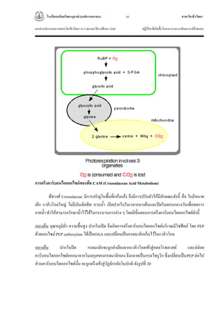 โรงเรียนมหิดลวิทยานุสรณ์ (องค์การมหาชน) สาขาวิชาชีววิทยา
เอกสารประกอบการสอนวิชาชีววิทยา 4 (ว 40144) ปีการศึกษา 2549 ปฏิกิริยาที่เกิดขึ้นในกระบวนการสังเคราะห์ด้วยแสง
83
รูปที่ 19 การเกิดโฟโตเรสไพเรชัน
การตรึงคาร์บอนไดออกไซด์ของพืช CAM (Crussulacean Acid Metabolism)
พืชวงศ์ Crussulaceae มีการเจริญในพื้นที่แห้งแล้ง จึงมีการปรับตัวให้มีลักษณะดังนี้ คือ ใบมีขนาด
เล็ก แวคิวโอลใหญ่ ไม่มีบันเดิลชีท อวบน้า เปิดปากใบในเวลากลางคืนและปิดในตอนกลางวันเพื่อลดการ
คายน้า ทาให้สามารถรักษาน้าไว้ใช้ในกระบวนการต่าง ๆ โดยมีขั้นตอนการตรึงคาร์บอนไดออกไซด์ดังนี้
กลางคืน อุณหภูมิต่า ความชื้นสูง ปากใบเปิด จึงเกิดการตรึงคาร์บอนไดออกไซด์บริเวณมีโซฟีลล์ โดย PEP
ด้วยเอนไซม์ PEP carboxylase ได้เป็นOAA และเปลี่ยนเป็นกรดมาลิกเก็บไว้ในแวคิวโอล
กลางคืน ปากใบปิด กรดมาลิกจะถูกลาเลียงจากแวคิวโอลเข้าสู่คลอโรพลาสต์ และปล่อย
คาร์บอนไดออกไซด์ออกมาจากโมเลกุลของกรดมาลิกเอง จึงกลายเป็นกรดไพรูวิก ซึ่งเปลี่ยนเป็นPEP ต่อไป
ส่วนคาร์บอนไดออกไซด์นั้น จะถูกตรึงเข้าสู่วัฏจักรคัลวินปกติ ดังรูปที่ 20
 