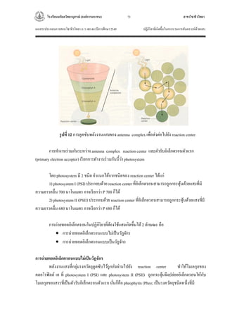 โรงเรียนมหิดลวิทยานุสรณ์ (องค์การมหาชน) สาขาวิชาชีววิทยา
เอกสารประกอบการสอนวิชาชีววิทยา 4 (ว 40144) ปีการศึกษา 2549 ปฏิกิริยาที่เกิดขึ้นในกระบวนการสังเคราะห์ด้วยแสง
73
รูปที่ 12 การดูดซับพลังงานแสงของ antenna complex เพื่อส่งต่อไปยัง reaction center
การทางานร่วมกันระหว่าง antenna complex reaction center และตัวรับอิเล็กตรอนตัวแรก
(primary electron acceptor) เรียกการทางานร่วมกันนี้ว่า photosystem
โดย photosystem มี 2 ชนิด จาแนกได้จากชนิดของ reaction center ได้แก่
1) photosystem I (PSI) ประกอบด้วย reaction center ที่อิเล็กตรอนสามารถถูกกระตุ้นด้วยแสงที่มี
ความยาวคลื่น 700 นาโนเมตร อาจเรียกว่า P 700 ก็ได้
2) photosystem II (PSII) ประกอบด้วย reaction center ที่อิเล็กตรอนสามารถถูกกระตุ้นด้วยแสงที่มี
ความยาวคลื่น 680 นาโนเมตร อาจเรียกว่า P 680 ก็ได้
การถ่ายทอดอิเล็กตรอนในปฏิกิริยาที่ต้องใช้แสงเกิดขึ้นได้2 ลักษณะ คือ
 การถ่ายทอดอิเล็กตรอนแบบไม่เป็นวัฏจักร
 การถ่ายทอดอิเล็กตรอนแบบเป็นวัฏจักร
การถ่ายทอดอิเล็กตรอนแบบไม่เป็นวัฏจักร
พลังงานแสงที่กลุ่มรงควัตถุดูดซับไว้ถูกส่งผ่านไปยัง reaction center ทาให้โมเลกุลของ
คลอโรฟิลล์ เอ ที่ photosystem I (PSI) และ photosystem II (PSII) ถูกกระตุ้นจึงปล่อยอิเล็กตรอนให้กับ
โมเลกุลของสารที่เป็นตัวรับอิเล็กตรอนตัวแรก นั่นก็คือ pheophytin (Pheo; เป็นรงควัตถุชนิดหนึ่งที่มี
 