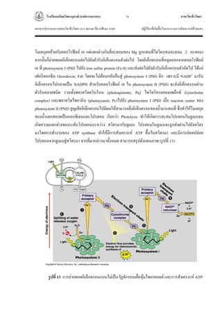 โรงเรียนมหิดลวิทยานุสรณ์ (องค์การมหาชน) สาขาวิชาชีววิทยา
เอกสารประกอบการสอนวิชาชีววิทยา 4 (ว 40144) ปีการศึกษา 2549 ปฏิกิริยาที่เกิดขึ้นในกระบวนการสังเคราะห์ด้วยแสง
74
โมเลกุลคล้ายกับคลอโรฟิลล์ เอ แต่แตกต่างกันที่อะตอมของ Mg ถูกแทนที่ไฮโดรเจนอะตอม 2 อะตอม)
จากนั้นก็ถ่ายทอดอิเล็กตรอนต่อไปยังตัวรับอิเล็กตรอนตัวต่อไป โดยอิเล็กตรอนที่หลุดออกจากคลอโรฟิลล์
เอ ที่ photosystem I (PSI) ไปยัง iron sulfur protein (Fe-S) และส่งต่อไปยังตัวรับอิเล็กตรอนตัวถัดไป ได้แก่
เฟอริดอกซิน (ferredoxin; Fd) โดยจะไม่ย้อนกลับคืนสู่ photosystem I (PSI) อีก เพราะมี NADP+
มารับ
อิเล็กตรอนไปกลายเป็น NADPH สาหรับคลอโรฟิลล์ เอ ใน photosystem II (PSII) จะส่งอิเล็กตรอนผ่าน
ตัวรับหลายชนิด รวมทั้งพลาสโตควินโนน (plastoquinone; Pq) ไซโทโครมคอมเพล็กซ์ (cytochome
complex) และพลาสโตไซยานิน (plastocyanin; Pc)ไปยัง photosystem I (PSI) เมื่อ reaction center ของ
photosystem II (PSII) สูญเสียอิเล็กตรอนไปมีผลให้สามารถดึงอิเล็กตรอนของน้ามาแทนที่ ซึ่งทาให้โมเลกุล
ของน้าแยกสลายเป็นออกซิเจนและโปรตอน เรียกว่า Photolysis ทาให้เกิดการสะสมโปรตอนในลูเมนจน
เกิดความแตกต่างของระดับโปรตอนระหว่าง สโตรมากับลูเมน โปรตอนในลูเมนจะถูกส่งผ่านไปยังสโตร
มาโดยการทางานของ ATP synthase ทาให้มีการสังเคราะห์ ATP ขึ้นในสโตรมา และมีการปลดปล่อย
โปรตอนจากลูเมนสู่สโตรมา จากที่มากล่าวมาทั้งหมด สามารถสรุปดังแผนภาพ (รูปที่ 13)
รูปที่ 13 การถ่ายทอดอิเล็กตรอนแบบไม่เป็นวัฏจักรบนเยื่อหุ้มไทลาคอยด์ และการสังเคราะห์ ATP
 
