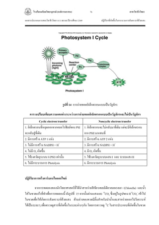 โรงเรียนมหิดลวิทยานุสรณ์ (องค์การมหาชน) สาขาวิชาชีววิทยา
เอกสารประกอบการสอนวิชาชีววิทยา 4 (ว 40144) ปีการศึกษา 2549 ปฏิกิริยาที่เกิดขึ้นในกระบวนการสังเคราะห์ด้วยแสง
76
รูปที่ 14 การถ่ายทอดอิเล็กตรอนแบบเป็นวัฏจักร
ตารางเปรียบเทียบความแตกต่างระหว่างการถ่ายทอดอิเล็กตรอนแบบเป็นวัฏจักรและไม่เป็นวัฏจักร
Cyclic electron transfer Noncyclic electron transfer
1. อิเล็กตรอนที่หลุดออกจากคลอโรฟิลล์ของ PSI
จะกลับสู่ที่เดิม
1. อิเล็กตรอนจะไม่กลับมาที่เดิม แต่จะมีอิเล็กตรอน
จาก PSII มาแทนที่
2. มีการสร้าง ATP 1 แห่ง 2. มีการสร้าง ATP 2 แห่ง
3. ไม่มีการสร้าง NADPH + H+
3. มีการสร้าง NADPH + H+
4. ไม่มี O2 เกิดขึ้น 4. มี O2 เกิดขึ้น
5. ใช้รงควัตถุระบบ I (PSI) เท่านั้น 5. ใช้รงควัตถุระบบแสง I และ ระบบแสง II
6. ไม่มีกระบวนการ Photolysis 6. มีกระบวนการ Photolysis
ปฏิกิริยาการตรึงคาร์บอนไดออกไซด์
จากการทดลองของนักวิทยาศาสตร์ที่ได้นาสาหร่ายสีเขียวเซลล์เดียวคลอเรลลา (Chlorella) และน้า
ใส่ในขวดแก้วที่ทาเพื่อการทดลองนี้ ดังรูปที่ 15 จากนั้นผ่านแสงและ 14
CO2 ซึ่งอยู่ในรูปของ H14
CO3
-
เข้าไป
ในขวดเพื่อให้เกิดการสังเคราะห์ด้วยแสง ด้านล่างของขวดมีลิ้นสาหรับนาน้าและสาหร่ายออกไปวิเคราะห์
ได้เป็นระยะๆ เพื่อตรวจดูสารที่เกิดขึ้นในระยะต่างๆกัน โดยการตรวจดู 14
C ในสารประกอบที่เกิดขึ้นในขวด
 
