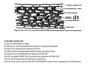 In Bundle sheath Cell:
(i) Size of chloroplast is large
(ii) Stroma is more developed but granna is poorly developed.
(iii) Only PS-I present but absence of PS-II
(iv) Non Cyclic photophosphorylation does not takes place.
(v) Stroma carries RuBisCO but absence of PEPCO.
(vi) CO2 acceptor RUBP (5c) is present but absence of PEPA (3C)
(vii) C3-cycle takes place and glucose synthesies.
(viii) To carry out C3-cycle both ATP and NADPH2 comes from mesophyll cell chloroplast.
 