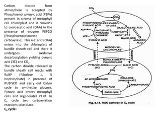 Carbon dioxide from
atmosphere is accepted by
Phosphoenol pyruvic acid (PEPA)
present in stroma of mesophyll
cell chloroplast and it converts
to oxaloacetic acid (OAA) in the
presence of enzyme PEPCO
(Phosphoenolpyruvate
carboxylase). This 4-C acid (OAA)
enters into the chloroplast of
bundle sheath cell and there it
undergoes oxidative
decarboxylation yielding pyruvic
acid (3C) and CO2.
The carbon dioxide released in
bundle sheath cell reacts with
RuBP (Ribulose 1, 5
bisphosphate) in presence of
RUBISCO and carry out Calvin
cycle to synthesize glucose.
Pyruvic acid enters mesophyll
cells and regenerates PEPA. In
C4 cycle two carboxylation
reactions take place.
C4 cycle:
 