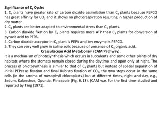 Significance of C4 Cycle:
1. C4 plants have greater rate of carbon dioxide assimilation than C3 plants because PEPCO
has great affinity for CO2 and it shows no photorespiration resulting in higher production of
dry matter.
2. C4 plants are better adapted to environmental stress than C3 plants.
3. Carbon dioxide fixation by C4 plants requires more ATP than C3 plants for conversion of
pyruvic acid to PEPA.
4. Carbon dioxide acceptor in C4 plant is PEPA and key enzyme is PEPCO.
5. They can very well grow in saline soils because of presence of C4 organic acid.
Crassulacean Acid Metabolism (CAM Pathway):
It is a mechanism of photosynthesis which occurs in succulents and some other plants of dry
habitats where the stomata remain closed during the daytime and open only at night. The
process of photosynthesis is similar to that of C4 plants but instead of spatial separation of
initial PEPcase fixation and final Rubisco fixation of CO2, the two steps occur in the same
cells (in the stroma of mesophyll chloroplasts) but at different times, night and day, e.g.,
Sedum, Kalanchoe, Opuntia, Pineapple (Fig. 6.13). (CAM was for the first time studied and
reported by Ting (1971).
 