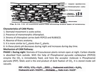 Characteristics of CAM Plants:
1. Stomatal movement is scoto-active.
2. Presence of monomorphic chloroplast.
3. Stroma of chloroplast carries both PEPCO and RUBISCO.
4. Absence of Kranz anatomy.
5. It is more similar to C4 plants than C3 plants.
6. In these plants pH decreases during night and increases during day time.
Mechanism of CAM Pathway:
PHASE I. During night: Stomata of Crassulacean plants remain open at night. Carbon dioxide
is absorbed from outside. With the help of Phosphoenol pyruvate carboxylase (PEPCO)
enzyme the CO2 is immediately fixed, and here the acceptor molecule is Phosphoenol
pyruvate (PEP). Malic acid is the end product of dark fixation of CO2. It is stored inside cell
vacuole.
 