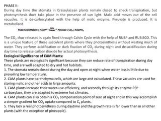 PHASE II:
During day time the stomata in Crassulacean plants remain closed to check transpiration, but
photosynthesis does take place in the presence of sun light. Malic acid moves out of the cell
vacuoles. It is de-carboxylated with the help of malic enzyme. Pyruvate is produced. It is
metabolized.
The CO2 thus released is again fixed through Calvin Cycle with the help of RUBP and RUBISCO. This
is a unique feature of these succulent plants where they photosynthesis without wasting much of
water. They perform acidification or dark fixation of CO2 during night and de-acidification during
day time to release carbon dioxide for actual photosynthesis.
Ecological Significance of CAM Plants:
These plants are ecologically significant because they can reduce rate of transpiration during day
time, and are well adapted to dry and hot habitats.
1. The stomata remain closed during the day and open at night when water loss is little due to
prevailing low temperature.
2. CAM plants have parenchyma cells, which are large and vacuolated. These vacuoles are used for
storing malic and other acids in large amounts.
3. CAM plants increase their water-use efficiency, and secondly through its enzyme PEP
carboxylase, they are adapted to extreme hot climates.
4. CAM plants can also obtain a CO2 compensation point of zero at night and in this way accomplish
a steeper gradient for CO2 uptake compared to C3 plants.
5. They lack a real photosynthesis during daytime and the growth rate is far lower than in all other
plants (with the exception of pineapple).
 