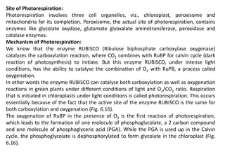 Site of Photorespiration:
Photorespiration involves three cell organelles, viz., chloroplast, peroxisome and
mitochondria for its completion. Peroxisome, the actual site of photorespiration, contains
enzymes like glycolate oxydase, glutamate glyoxalate aminotransferase, peroxidase and
catalase enzymes.
Mechanism of Photorespiration:
We know that the enzyme RUBISCO (Ribulose biphosphate carboxylase oxygenase)
catalyzes the carboxylation reaction, where CO2 combines with RuBP for calvin cycle (dark
reaction of photosynthesis) to initiate. But this enzyme RUBISCO, under intense light
conditions, has the ability to catalyse the combination of O2 with RuPB, a process called
oxygenation.
In other words the enzyme RUBISCO can catalyse both carboxylation as well as oxygenation
reactions in green plants under different conditions of light and O2/CO2 ratio. Respiration
that is initiated in chloroplasts under light conditions is called photorespiration. This occurs
essentially because of the fact that the active site of the enzyme RUBISCO is the same for
both carboxylation and oxygenation (Fig. 6.16).
The oxygenation of RuBP in the presence of O2 is the first reaction of photorespiration,
which leads to the formation of one molecule of phosphoglycolate, a 2 carbon compound
and one molecule of phosphoglyceric acid (PGA). While the PGA is used up in the Calvin
cycle, the phosphoglycolate is dephosphorylated to form glycolate in the chloroplast (Fig.
6.16).
 