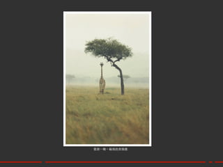 菅原⼀一剛 – 躲雨的長頸鹿	
 