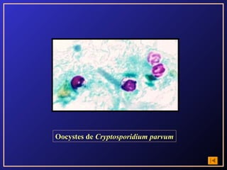 Oocystes de Cryptosporidium parvum
 