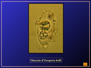 Oocyste d’Isospora belli
 