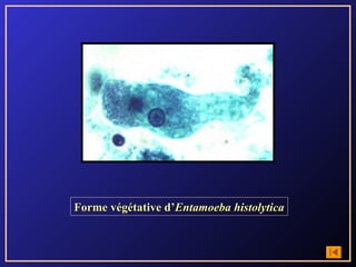 Forme végétative d’Entamoeba histolytica
 